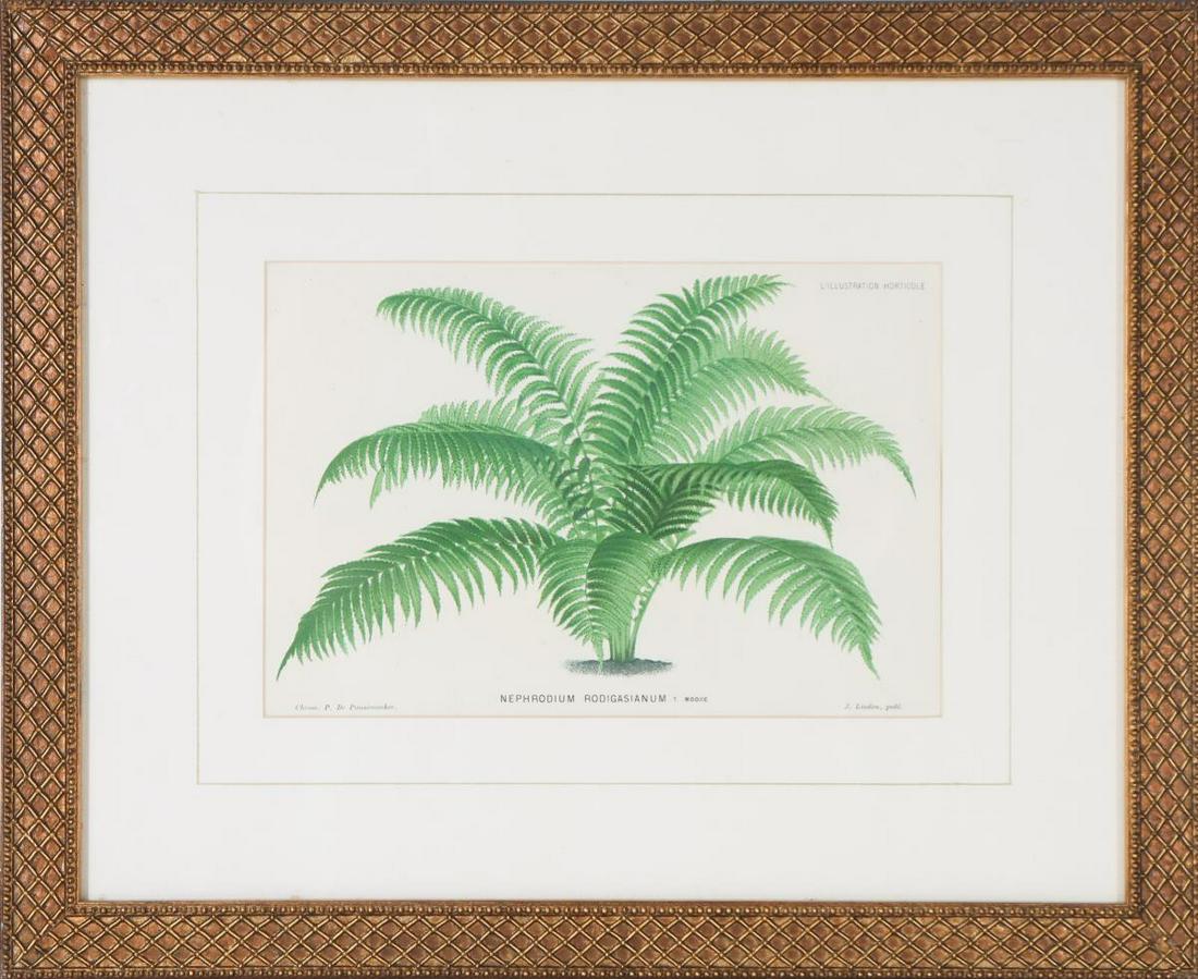 Vintage Botanical Print (1 of 7)