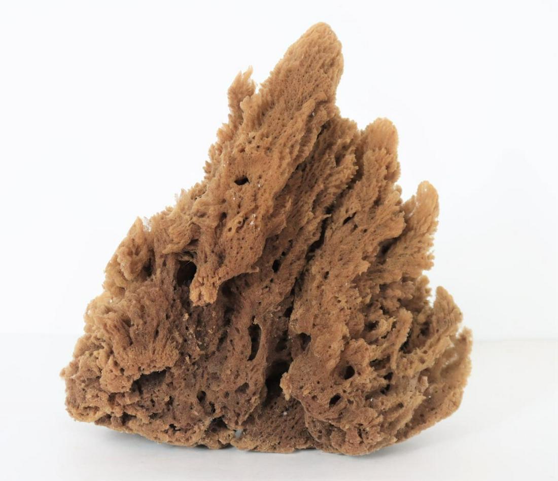 Large Natural Sea Sponge (1 of 6)