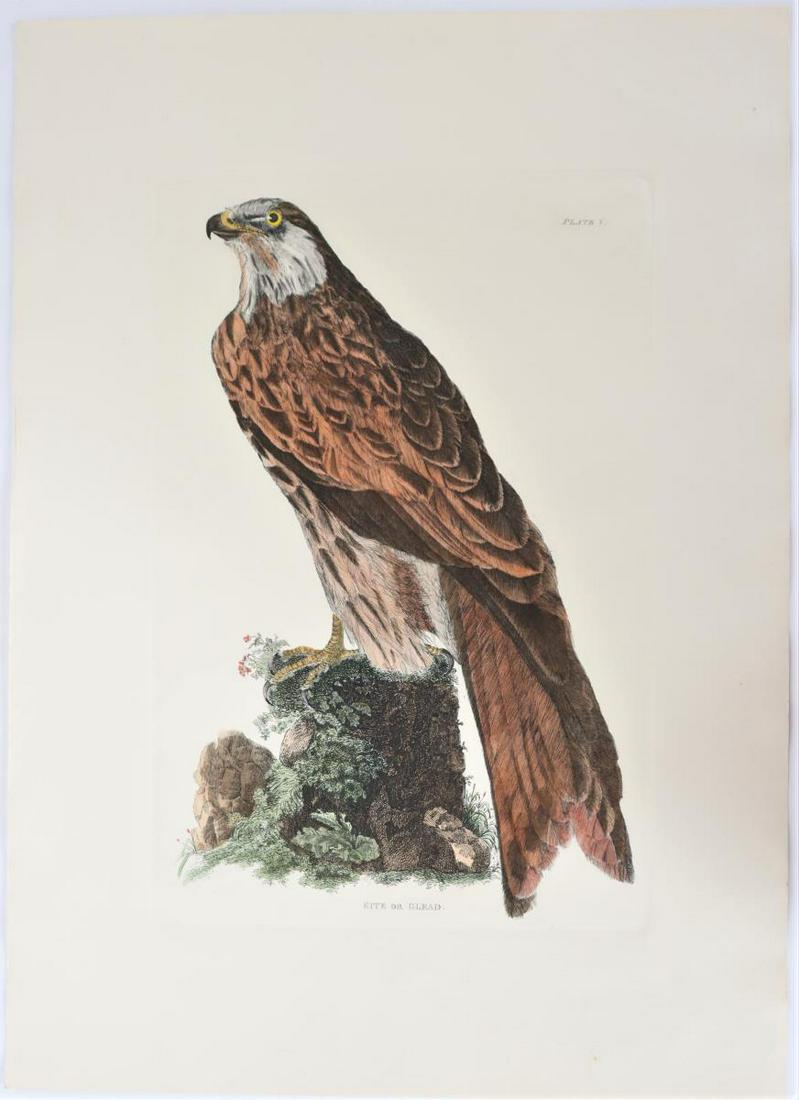 Selby, Hand-Colored Engraving, Kite or Glead 19thC (1 of 6)