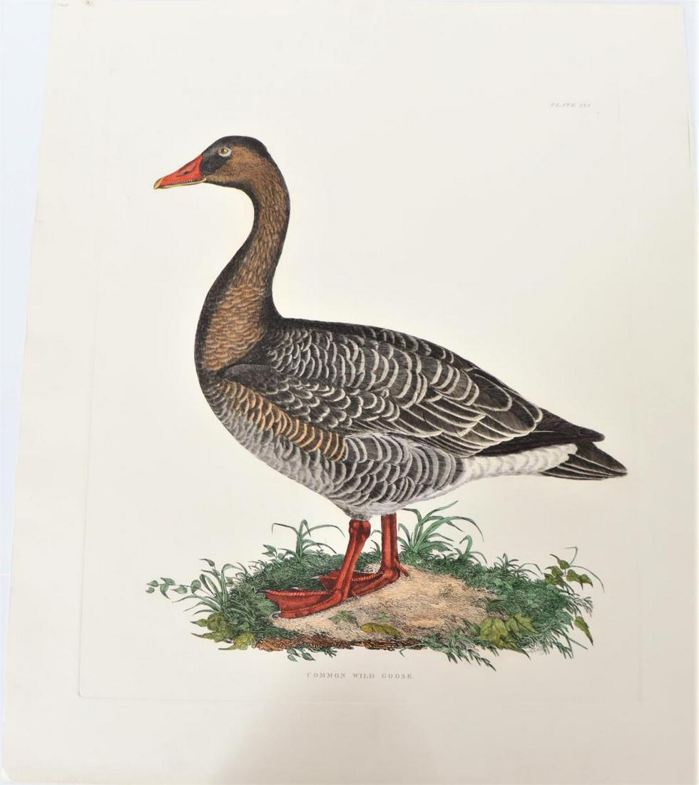 P J Selby, Hand-Colored Engraving, Wild Goose: Plate XLI in the upper right-hand corner, this engraving depicts a Common Wild Goose, with P J Selby in the green leaves at the bottom right of the plate; Prideaux John Selby (1788 - 1867) was a noted