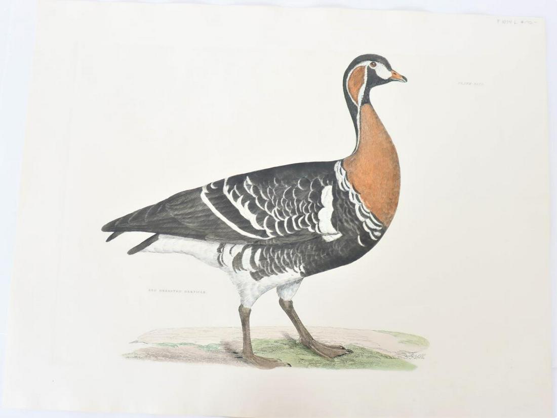 P J Selby, Hand-Colored Engraving, Red Breasted (1 of 8)