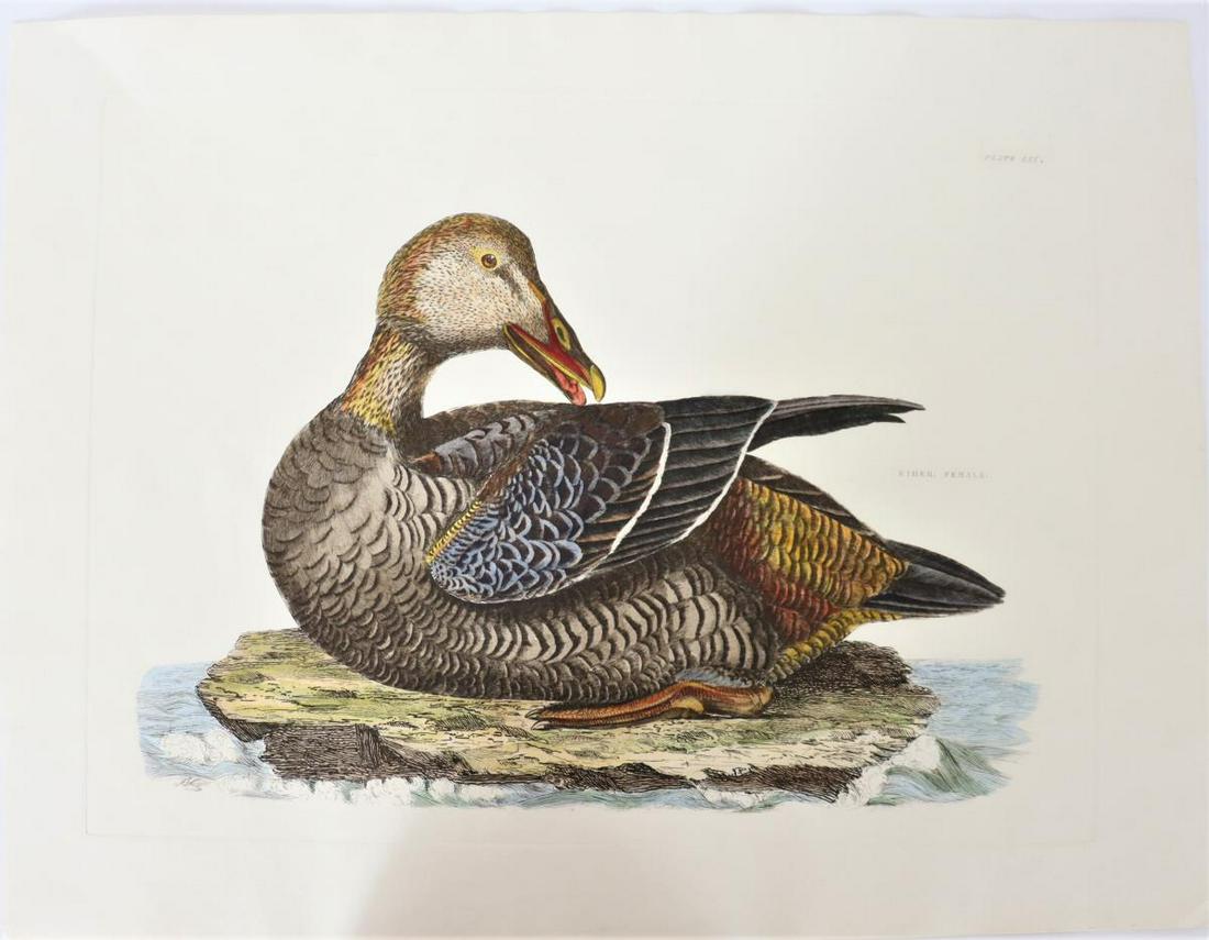 P J Selby, Hand-Colored Engraving, Eider Duck (1 of 5)