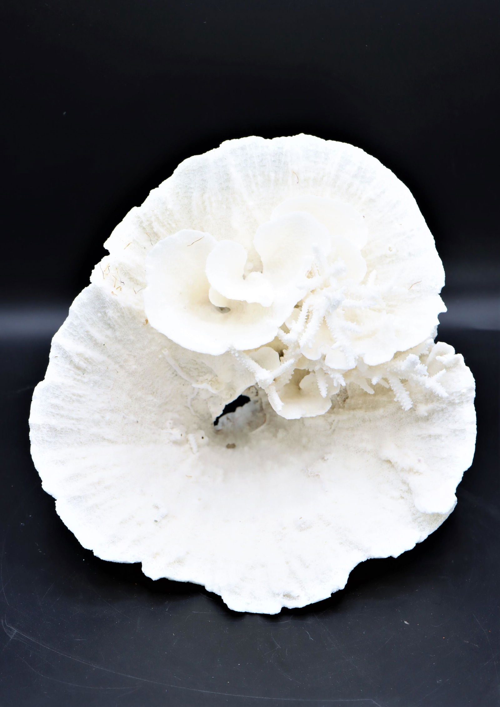White Coral Specimen (1 of 6)