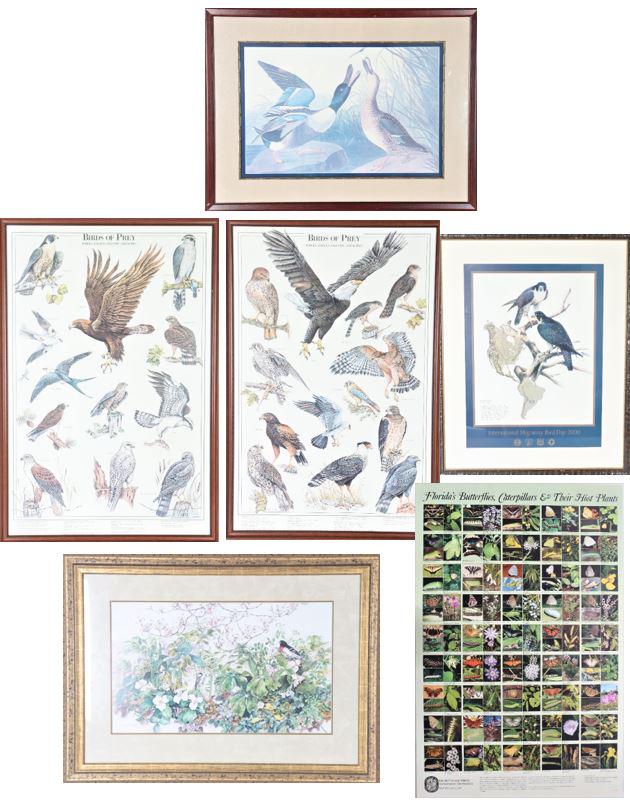 Northern Shoveler Watercolor and Birds of Prey (1 of 20)