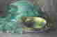 item-131831928=3