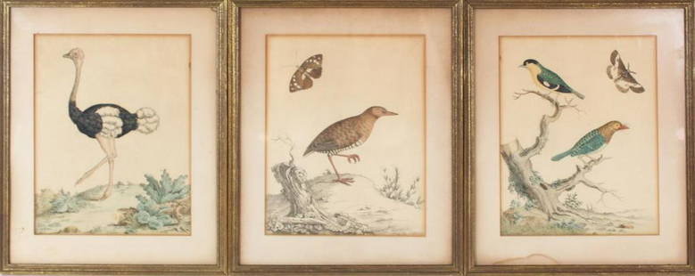 3 Peter Brown Bird Studies Hand-Colored Engravings: (3) Peter Brown Bird Studies Hand-Colored Engraving illustrations. Overall Size: 12 3/4 x 10 1/2 in. Sight Size: 9 x 7 in.