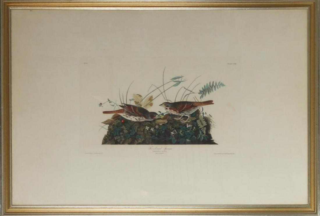 J.J Audubon, Plate CVIII Fox-Coloured Sparrow (1 of 7)