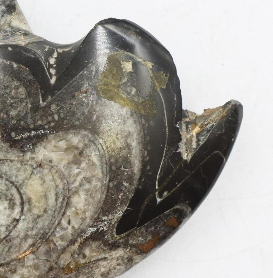 Polished Goniatite Ammonite Fossil: Polished Goniatite Ammonite Fossil. Size: 7 1/2 x 5 1/2 x 1 1/2 in. #2162