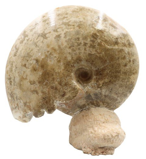 Conch Ammonite Fossil: Conch Ammonite Fossil. Size: 10 1/2 x 4 1/2 x 11 in. #2121