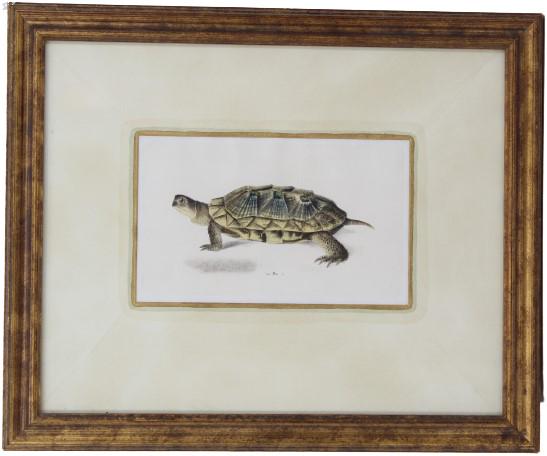 Signed, Turtle, Print: Signed, Turtle, Print. Signed Indistinctly under turtle. Framed in good vintage condition. Overall Size: 14 5/8 x 17 5/8 in.Sight Size: 5 3/4 x 9 1/8 in. #1881
