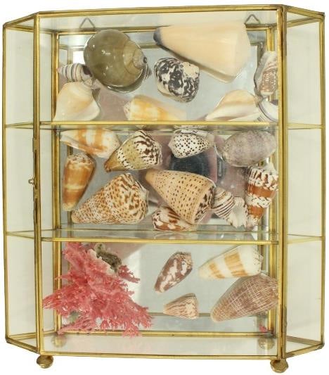 Collection of Exotic Sea Shells in Display Cabinet (1 of 16)