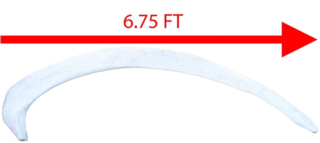 Very Old Whale Rib Bone: Very Old Whale Rib Bone. This lot is of a very large rib bone of a whale from decades past. Size: 81 x 7 in.