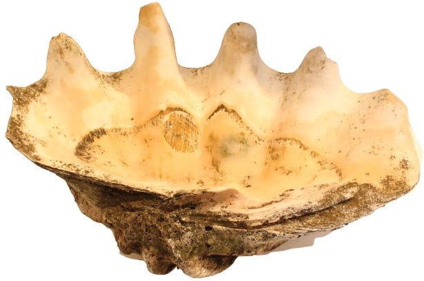 Giant Clam Shell (1 of 13)