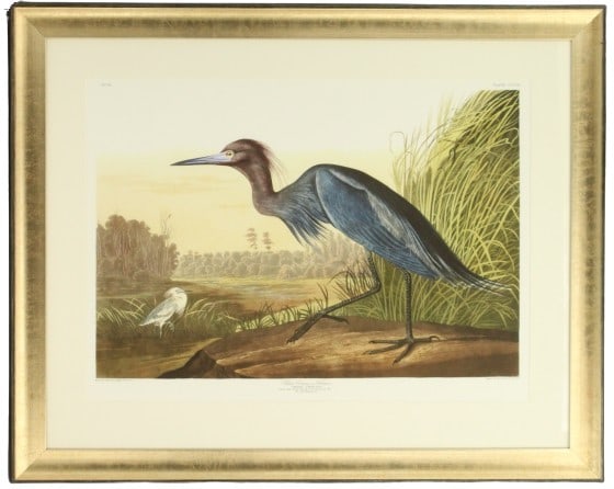 R. Havell Frame Bird Archival Print (1 of 14)