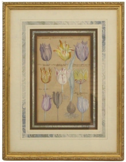17th Century Dutch Botanical (1 of 8)