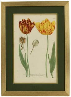 Johann Weinmann (1683-1741) German, Yellow & Red Variegated Tulips: Johann Wilhelm Weinmann, born in 1683, was a distinguished German botanist and pharmacognosist known for his contributions to the study of medicinal plants. Weinmann's research focused on the taxonomy