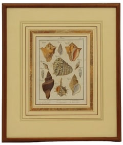 Illustrated Murex Shells Antique Print