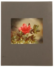 Irwin Elkes (20th C) US, Color Print, "Azalea"