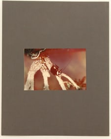 Irwin Elkes (20th C) US, Photo "Florida Native"