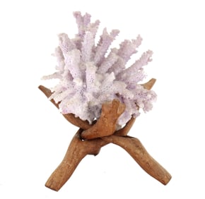 Coral Specimen on Wood Tripod Base