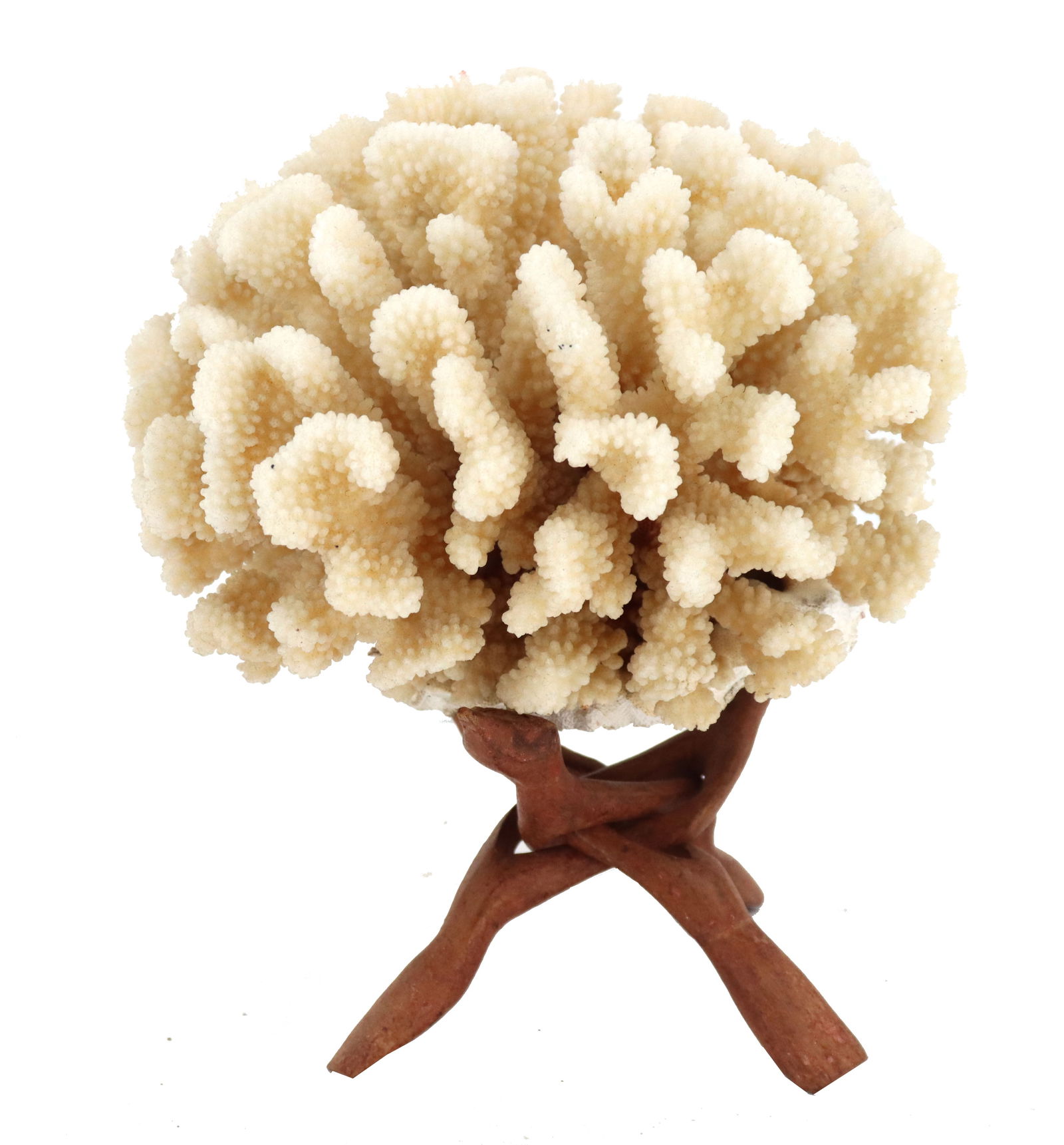 White Cat's Paw Coral Specimen on Wood Stand (1 of 18)