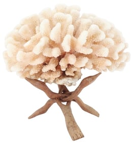 White Cat's Paw Coral Specimen on Wood Stand