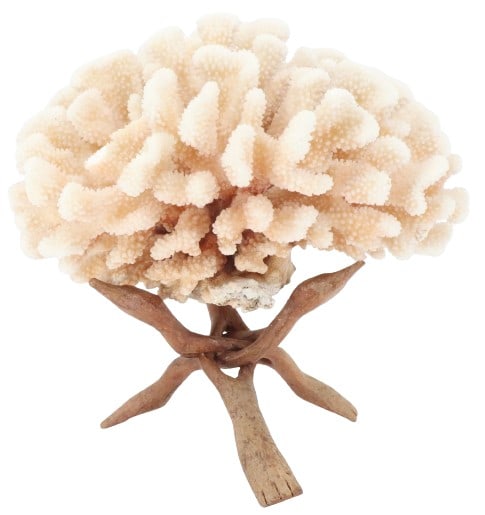 White Cat's Paw Coral Specimen on Wood Stand (1 of 15)