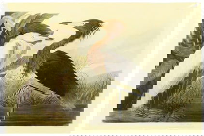 J.J. Audubon Purple Heron Archival Print