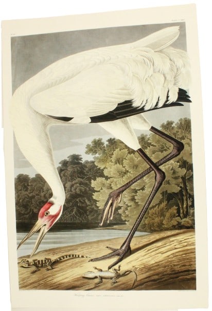 J.J. Audubon Whooping Crane Archival Print (1 of 10)
