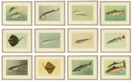 (12) Russian Prints, Fishes of Economic Import