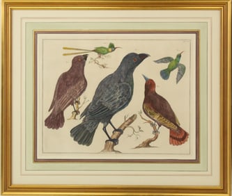 Hand Colored Etching - South American Birds