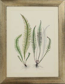 Framed Archival Print of Ferns