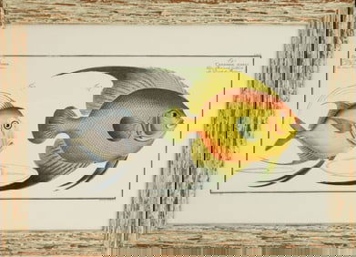 Framed Archival Print of Tropical Fish