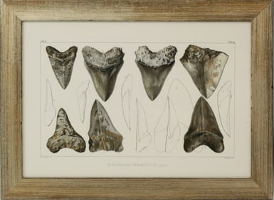 Framed Archival Print of Shark's Teeth