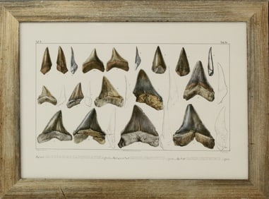 Framed Archival Print of Shark's Teeth