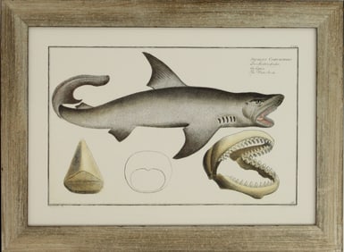 Archival Print of White Shark