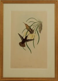 Framed Archival Print of Hummingbird