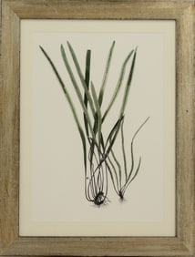 Framed Archival Print of Ferns