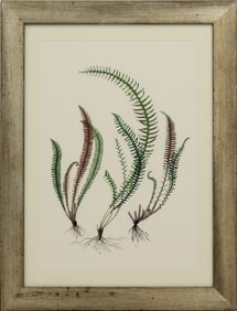 Framed Archival Print of Ferns