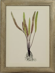 Framed Archival Print of Aponogeton
