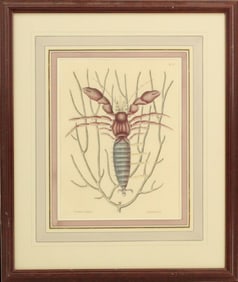 Archival Print of Sea Hermit-Crab