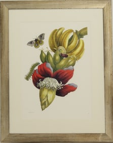 Archival Print of Insects of Surinam