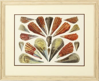 Archival Print of Sea Shells