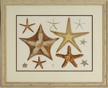 Archival Print of Stairfish