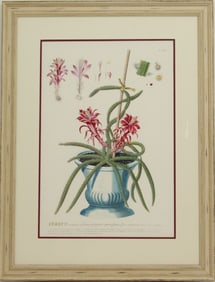 Archival Print of Creeping Cereus