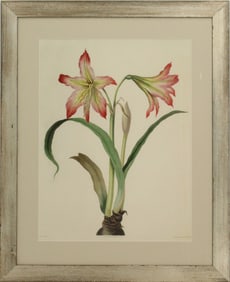 Archival Print of Red Amaryllis