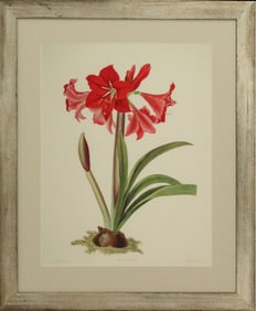 Archival Print of Amaryllis Johnsoni