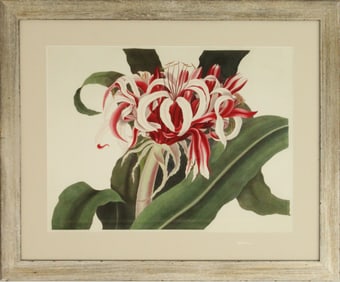 Archival Print of Spider Lily