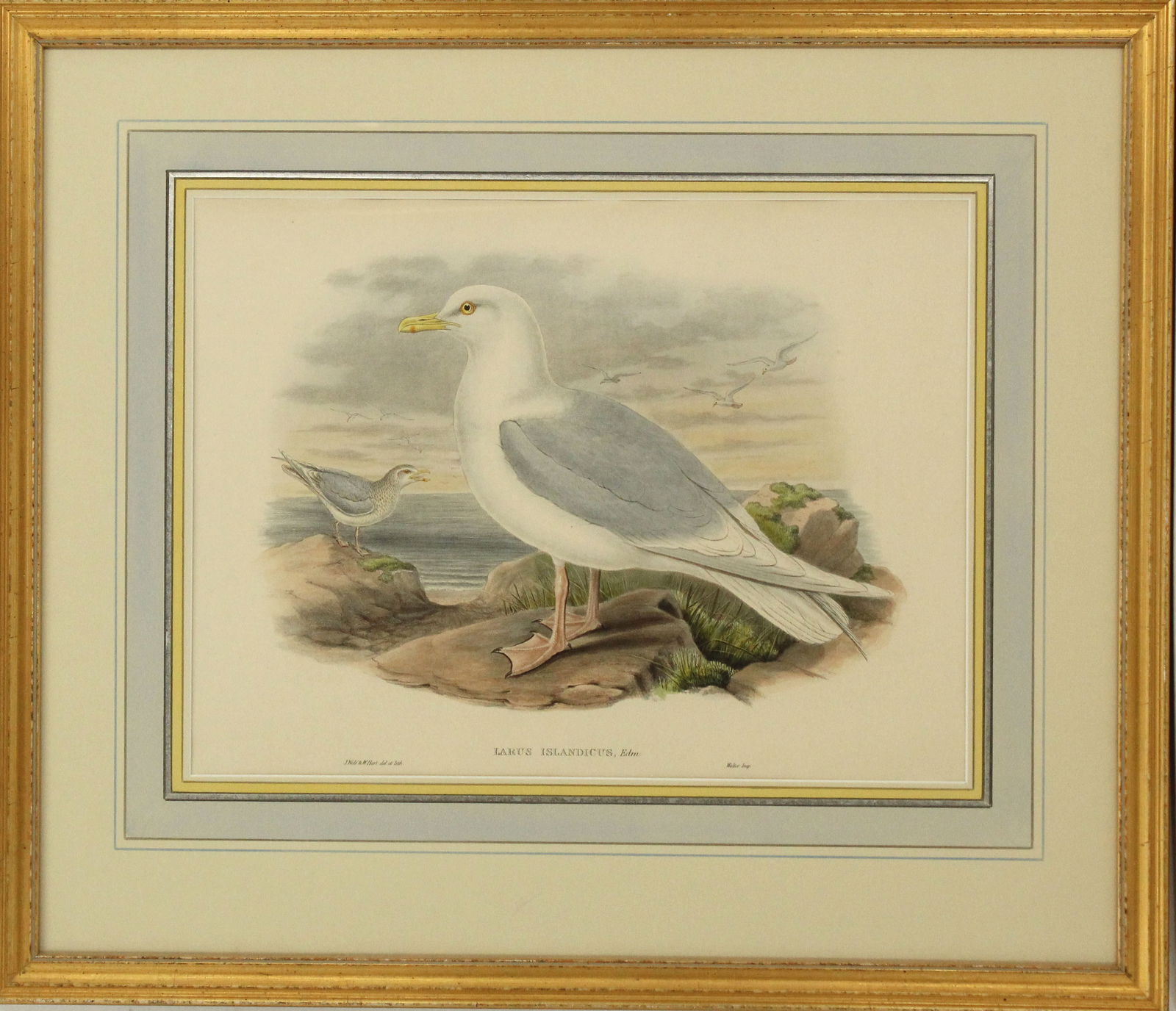 John Gould Archival Print of Iceland Gull (1 of 9)