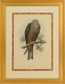 John Gould Archival Print of Black Kite
